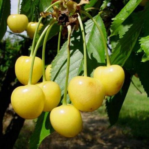 Prunus avium 'Aleksandrs' - Magus kirsipuu 'Aleksandrs' 